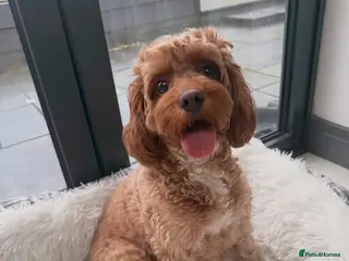 Cavapoo dogs Beautiful Litter of 5 F1b Toy Cavapoo's - Advert 4