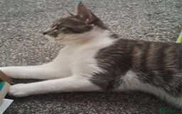 Mixed Breed cats for sale: 7 month old male kitten - Image 7
