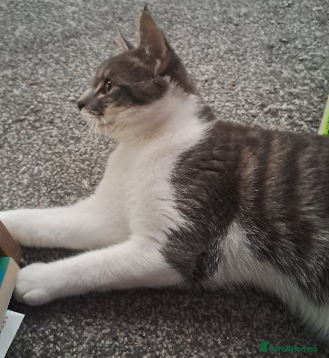Mixed Breed cats for sale: 7 month old male kitten - Image 7