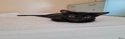 Oriental cats for sale: Oriental kittens for sale (4 ready now!) - Advert 5