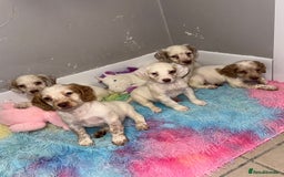 Cocker Spaniel dogs for sale: Cocker spaniel puppies  - Image 3