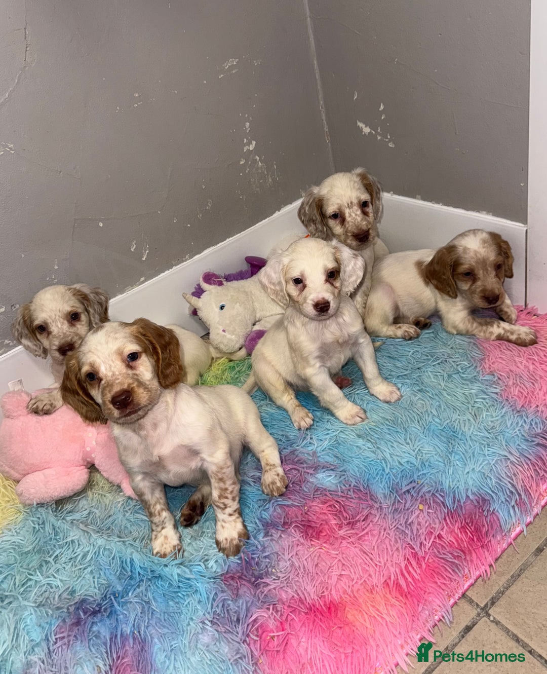 Cocker Spaniel dogs for sale: Cocker spaniel puppies  - Image 3