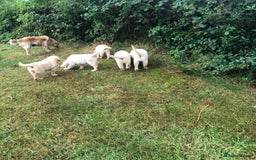 Golden Retriever dogs for sale: Quality KC puppies from health tested parents  - Image 4