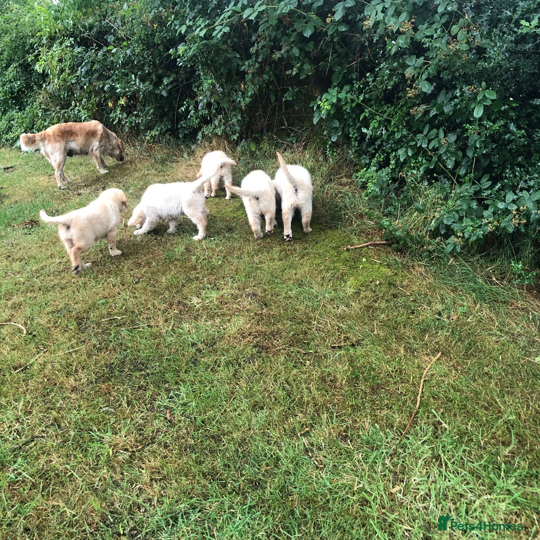Golden Retriever dogs for sale: Quality KC puppies from health tested parents  - Image 4