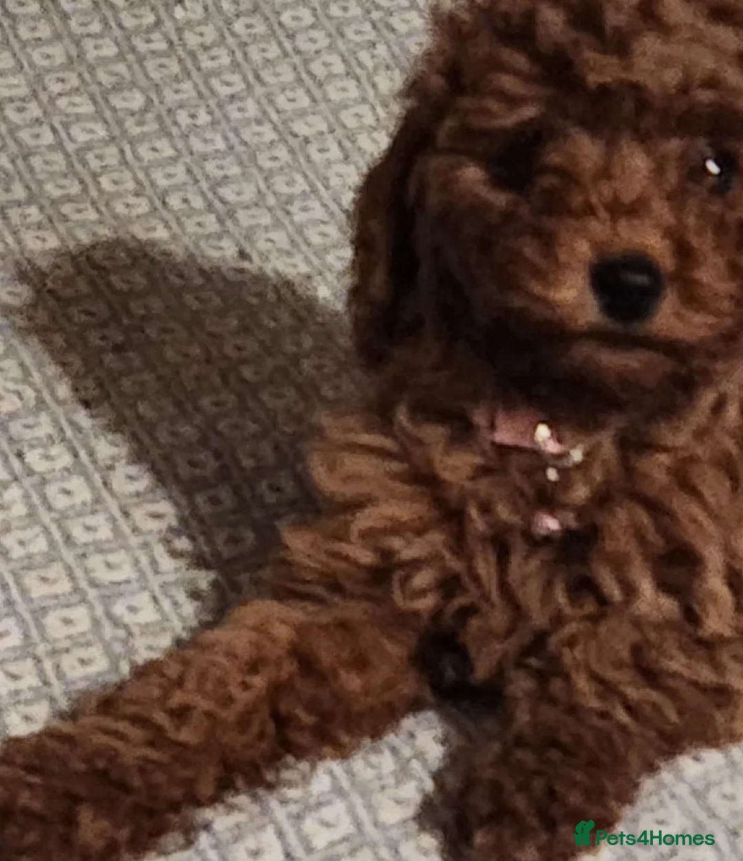 Cavapoo dogs for sale: Stunning Fox Red Cavapoo Puppies Available Now - Advert 2