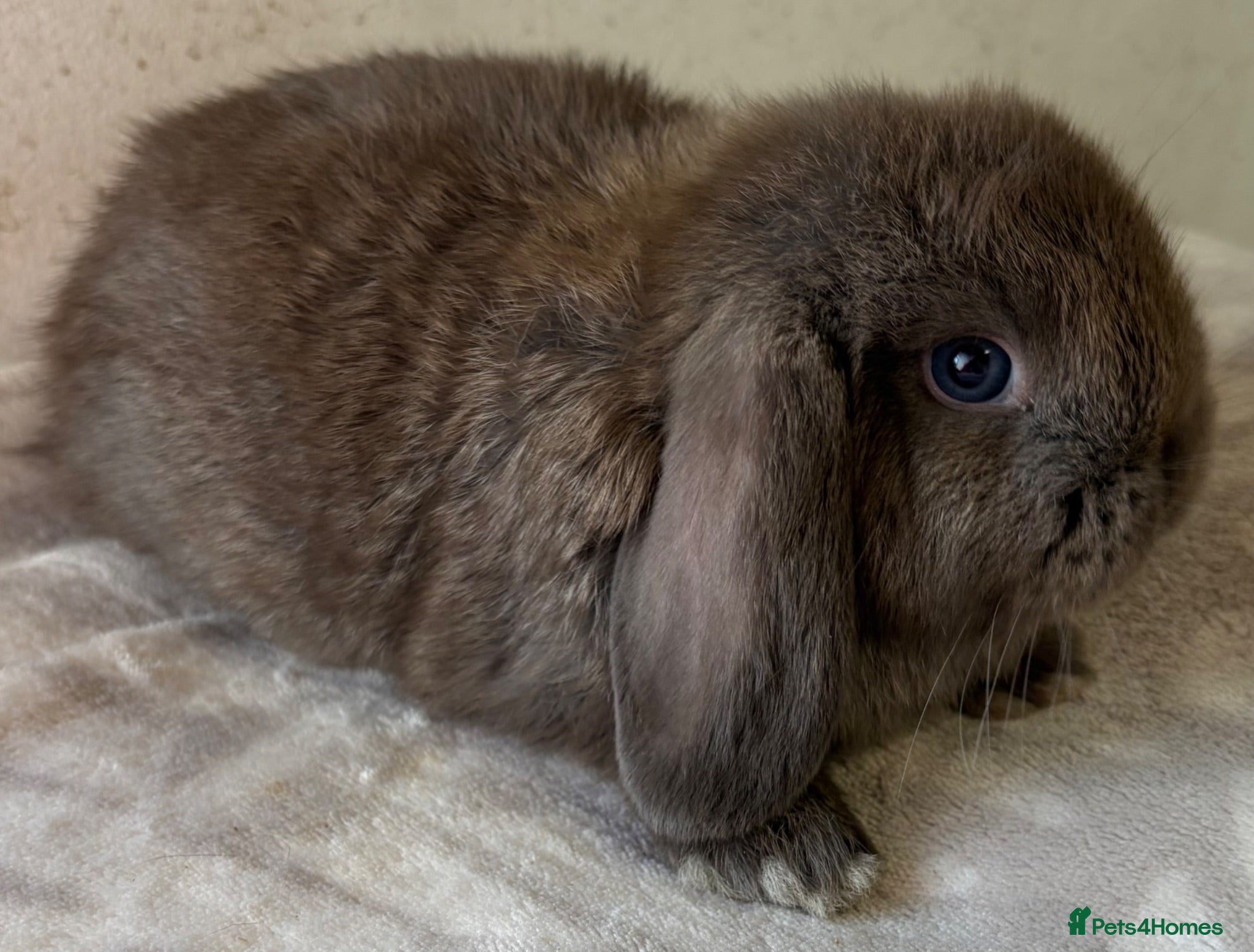 Mini Lop rabbits ONLY TWO MALES REMAINING!!  - Advert 1