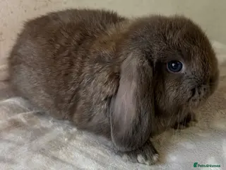 Mini Lop rabbits ONLY TWO MALES REMAINING!! - Advert 1