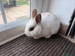 Mixed Breed rabbits Nice rabbit for sale - Advert 5