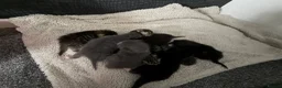 Brazilian Shorthair cats for sale: Half British short hair  - Advert 3