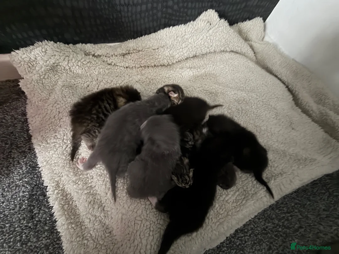 Brazilian Shorthair cats for sale: Half British short hair  - Advert 3