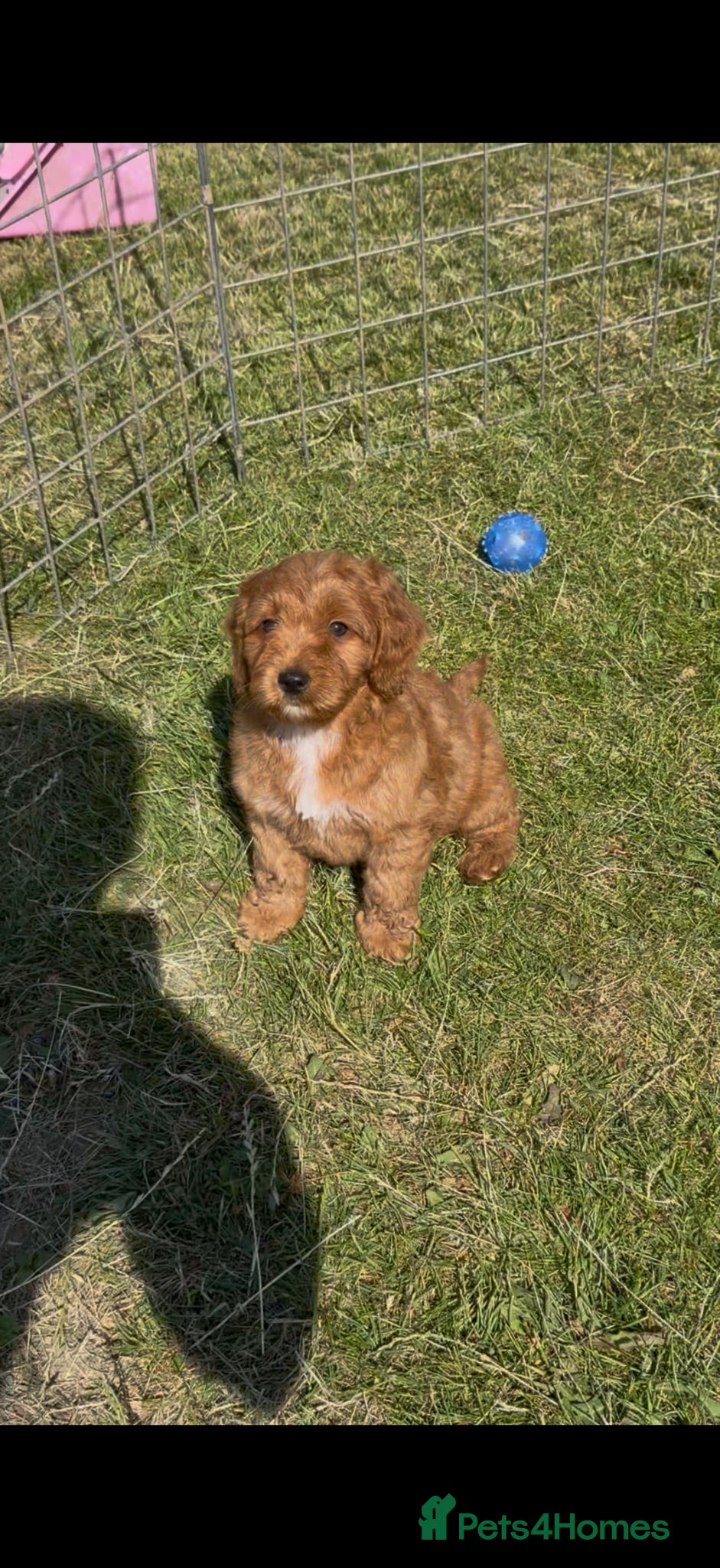 Cockapoo dogs Healthy cockapoos  - Advert 1