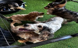 Cockapoo dogs for sale: Show cockapoos  - Image 12