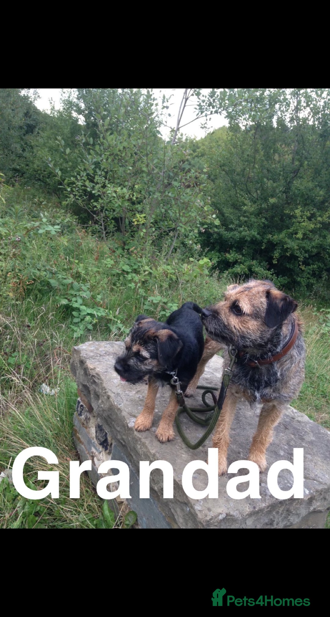 Border Terrier dogs for stud: Border terrier stud  in Rochdale - Image 12