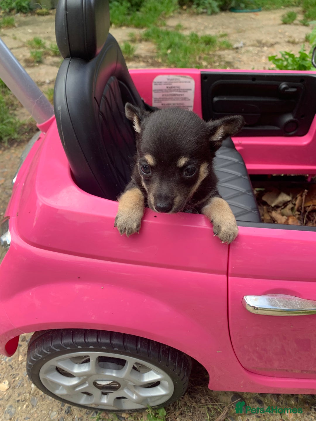 Mixed Breed dogs for sale: Stunning chihuahua x puppys - Image 16