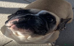 French Bulldog dogs for sale: Ready now!!! Rainbow litter - Image 7