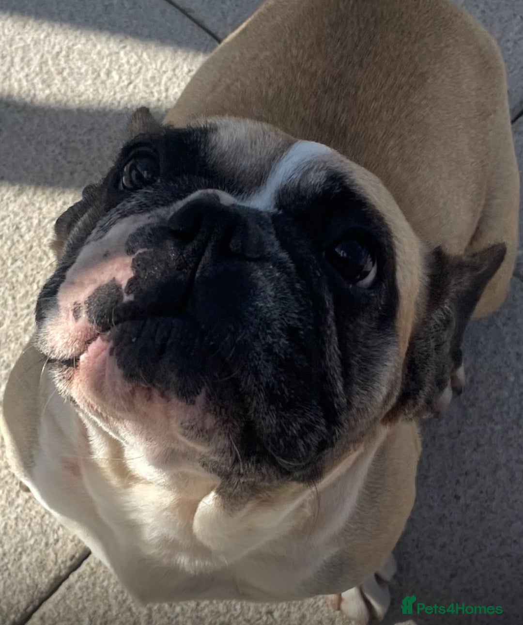 French Bulldog dogs for sale: Ready now!!! Rainbow litter - Image 7