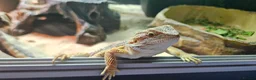 Bearded Dragon reptiles for sale: Bearded dragon & set up in Walsall - Advert 7