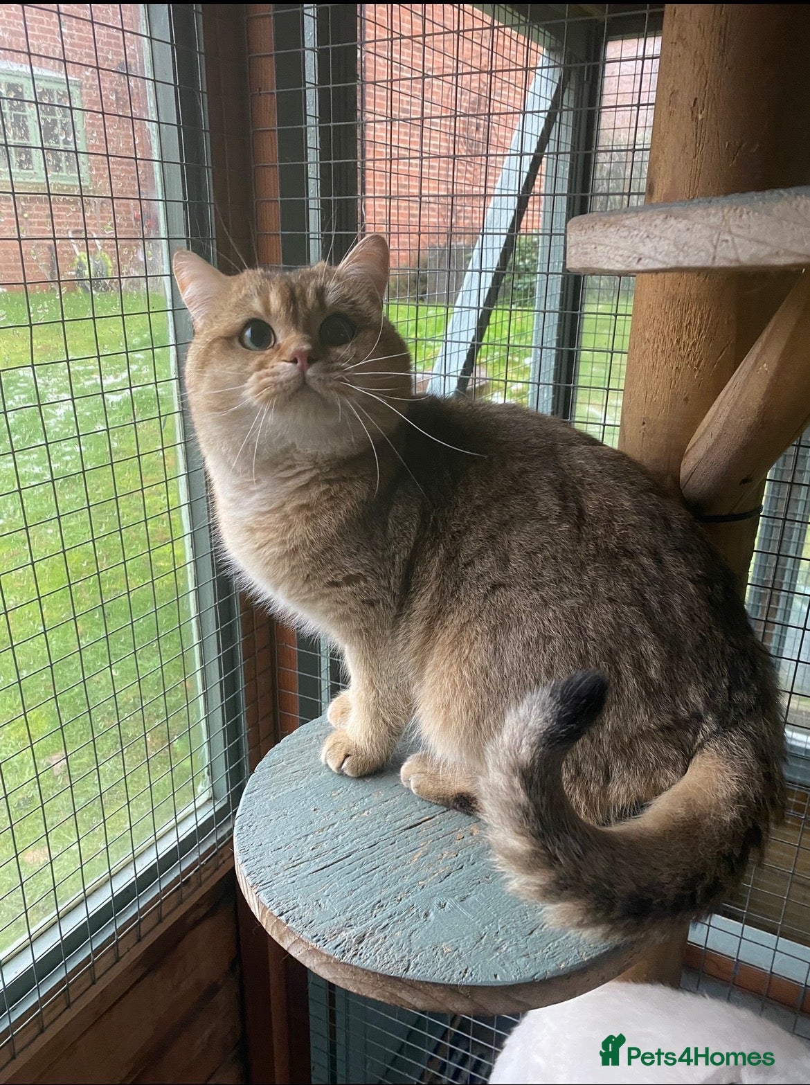 British Shorthair cats Super Nova Lovely Golden British Boy For Sale  - Advert 1
