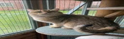British Shorthair cats for sale: Super Nova Lovely Golden British Boy For Sale  - Advert 1
