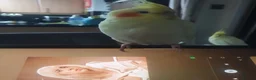 Cockatiels birds for sale: TAMED PAIR COCKATIELS (includes everything) in Stalybridge - Advert 11