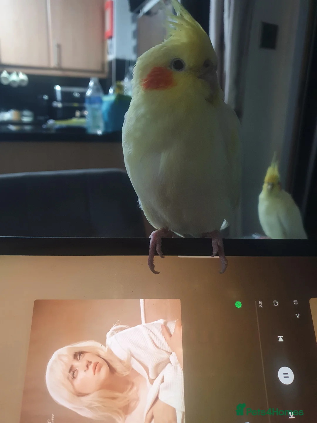 Cockatiels birds for sale: TAMED PAIR COCKATIELS (includes everything) in Stalybridge - Advert 11