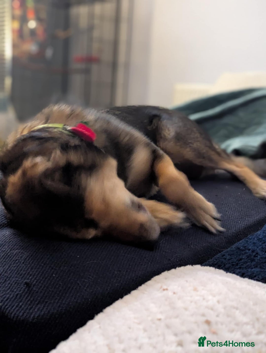 Mixed Breed dogs for adoption: Have you got the dedication to save this soul ? - Image 5