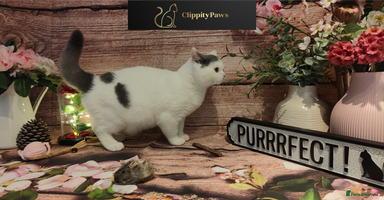 British Shorthair cats - Advert 4