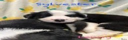 Border Collie dogs for sale: Stunning Border Collie Pups - Advert 7