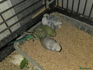 Budgerigars birds Budgies for sale - Advert 1