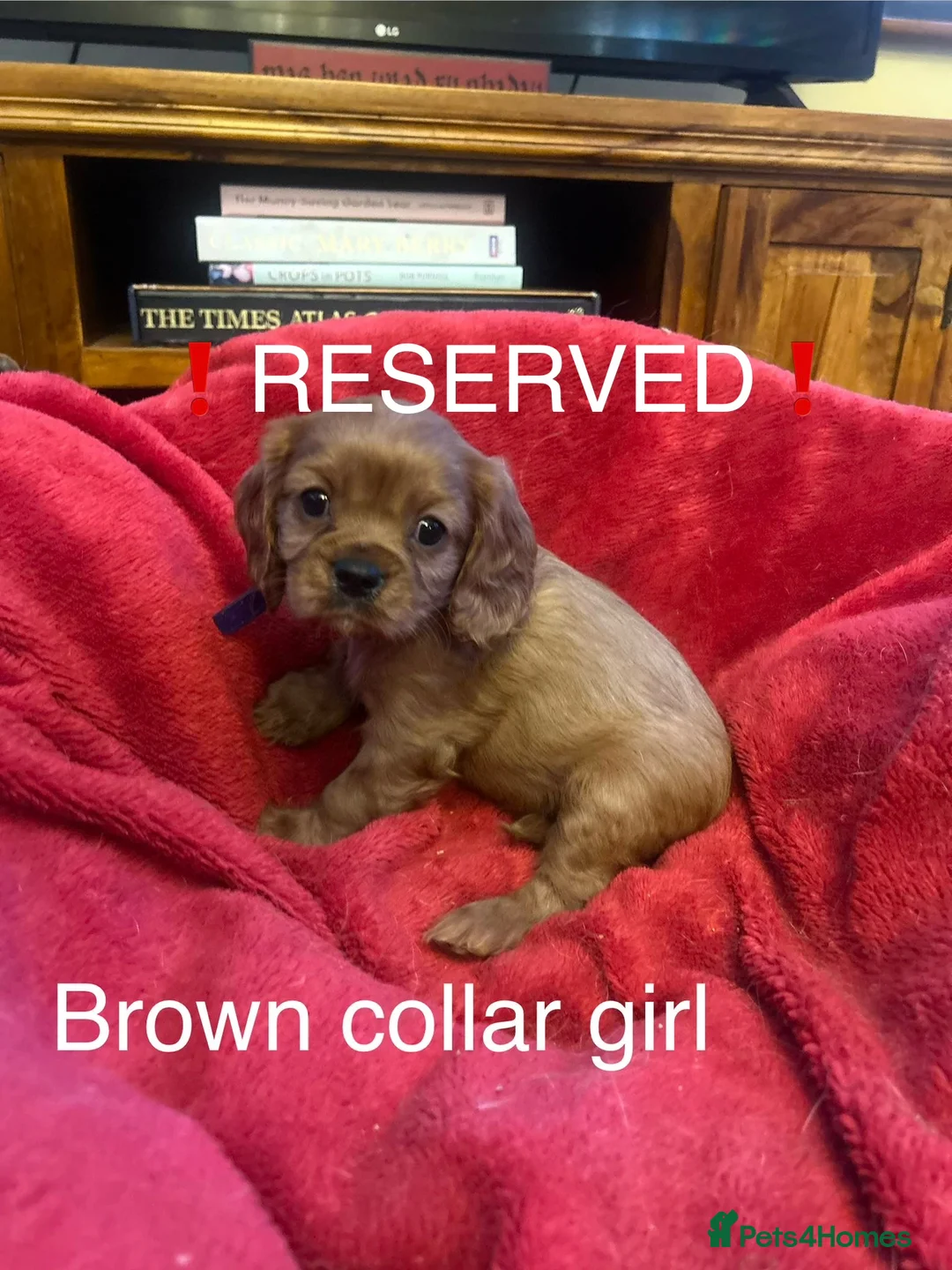 Cavalier King Charles Spaniel dogs for sale: DNA tested Cavalier king charles puppies in Pencader - Advert 6