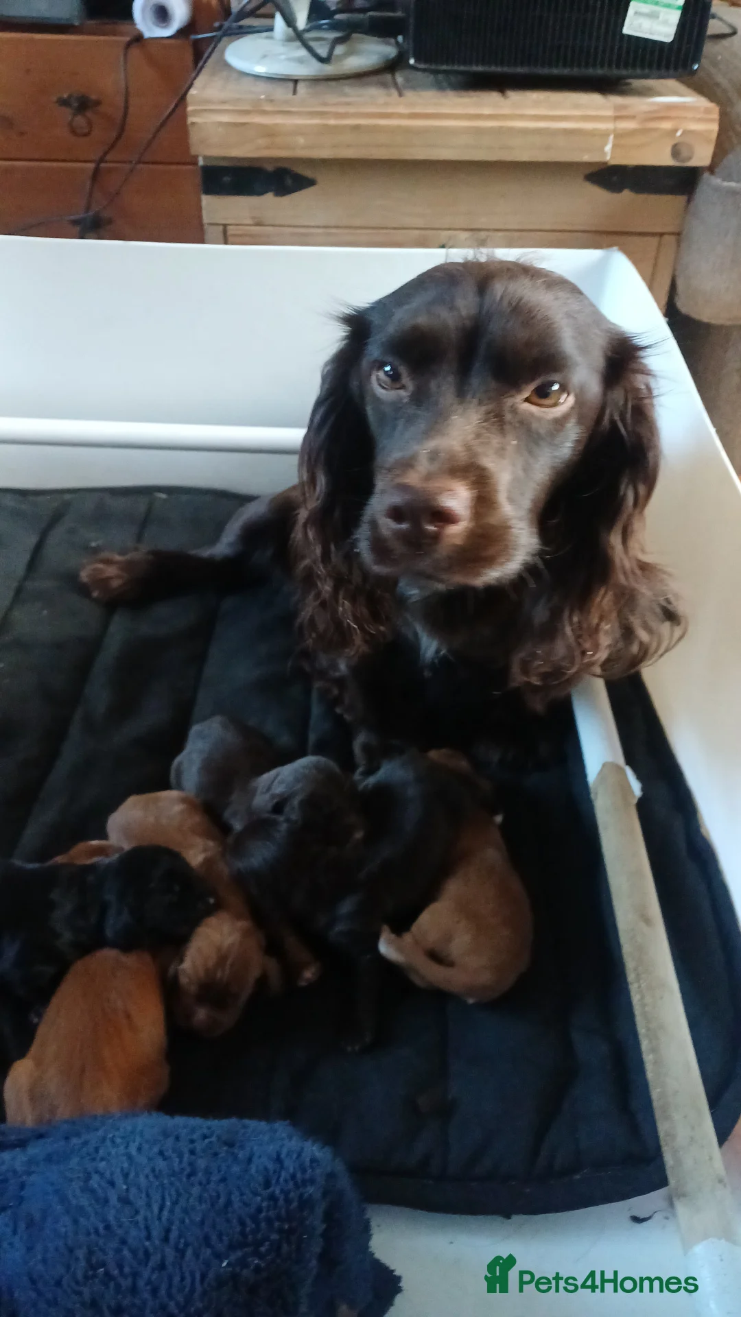 Cocker Spaniel dogs for sale: Quality Cocker pup in Mold - Advert 1