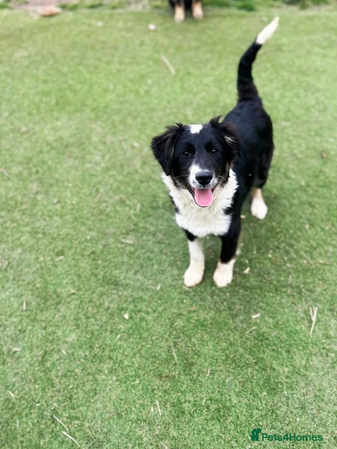 Mixed Breed dogs for adoption: Corbett in Ormskirk - Advert 2