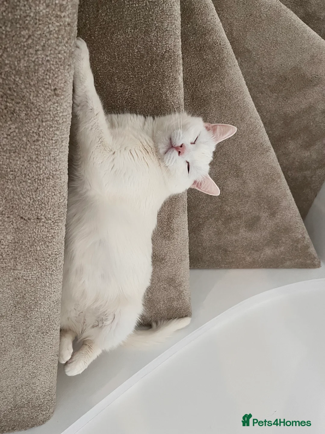 Mixed Breed cats for sale: NEED GONE ASAP - Two beautiful white cats - Advert 2