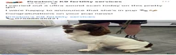 English Springer Spaniel dogs for sale: FTCH Sired Springer Spaniel Puppies - Advert 4