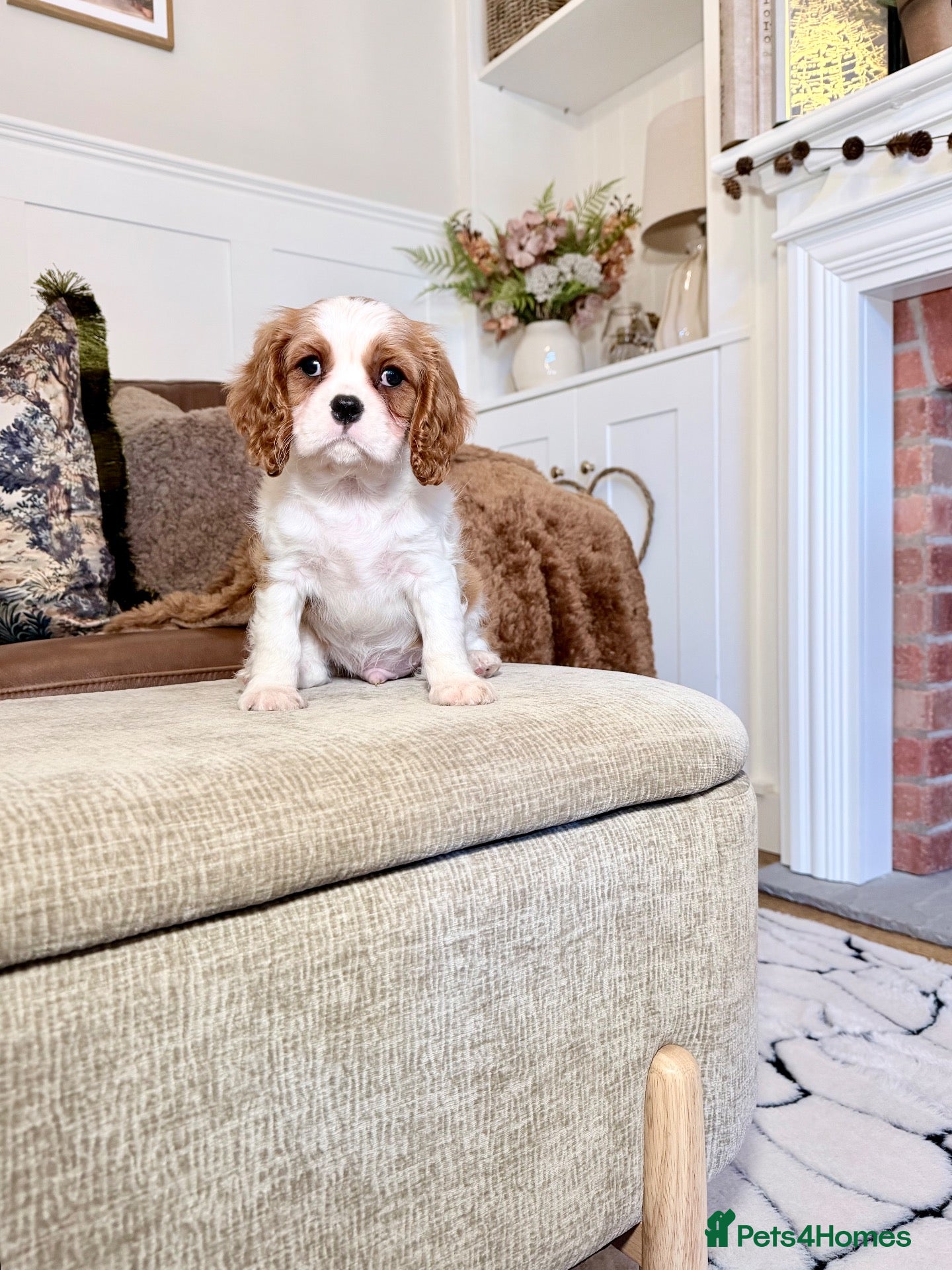 Cavalier King Charles Spaniel dogs Ready now, KC Cavalier King Charles Spaniel MALE.  - Advert 1