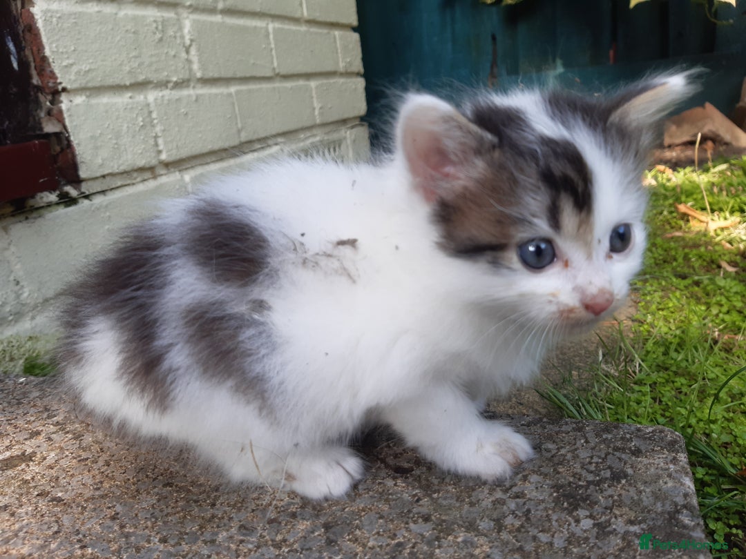 Mixed Breed cats for sale: 6 Kittens Available to take home today 😸  - Image 12