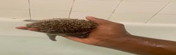 Pygmy Hedgehog rodents for sale: African pigmy hedgehog for sale  - Advert 1