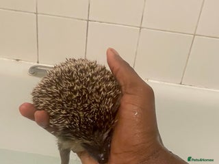 Pygmy Hedgehog rodents African pigmy hedgehog for sale - Advert 1