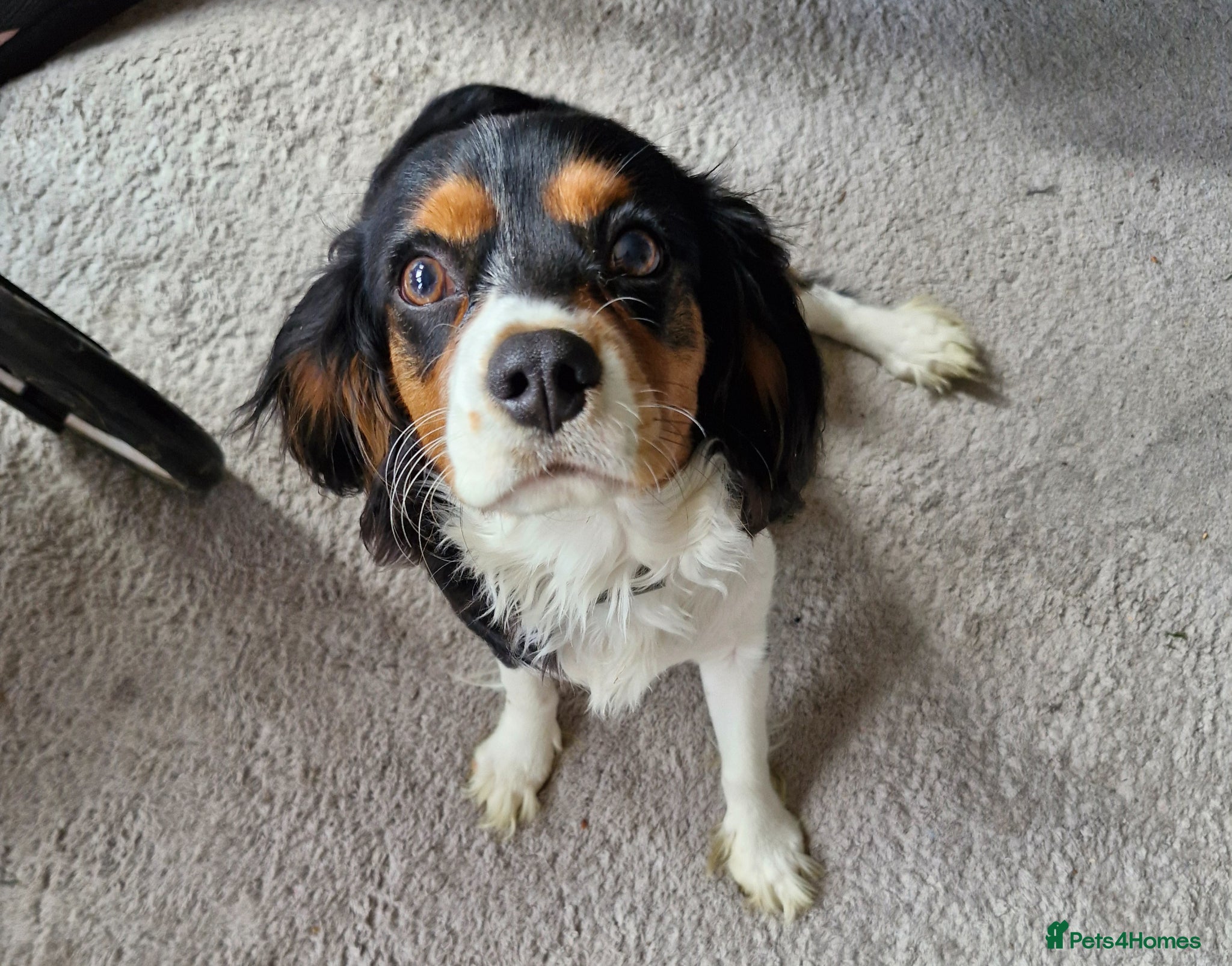 Cavalier King Charles Spaniel dogs 8 month Cavalier King Charles for Sale - Advert 6