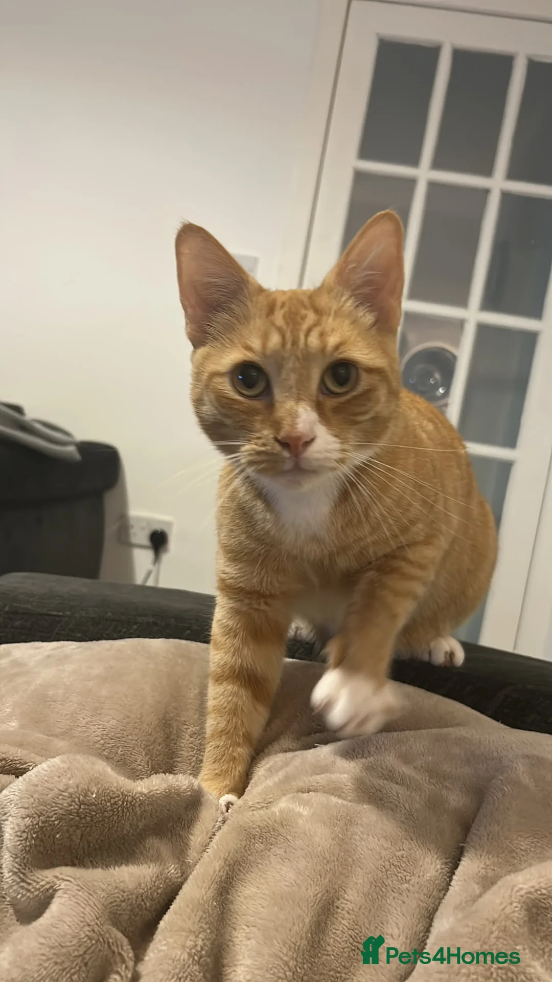 American Shorthair cats for sale: Tigger in Salford - Advert 5