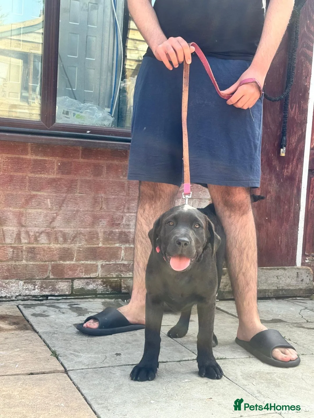 Cane Corso dogs for sale: 1 male 1 female cane  in Romford - Advert 29