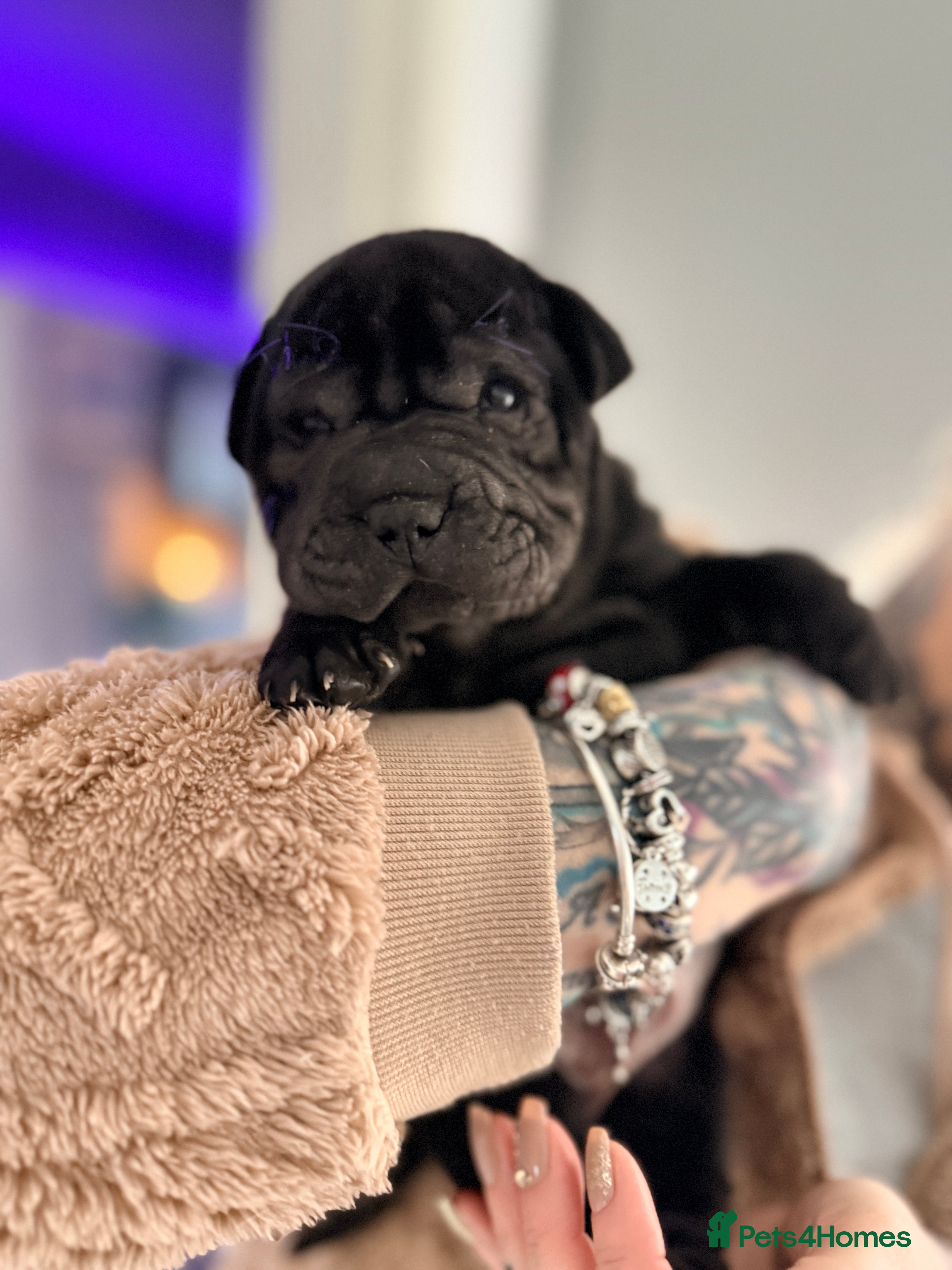 Mixed Breed dogs Shar Pei cross puppies  - Advert 4