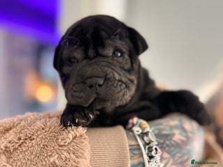 Mixed Breed dogs Shar Pei cross puppies - Advert 4