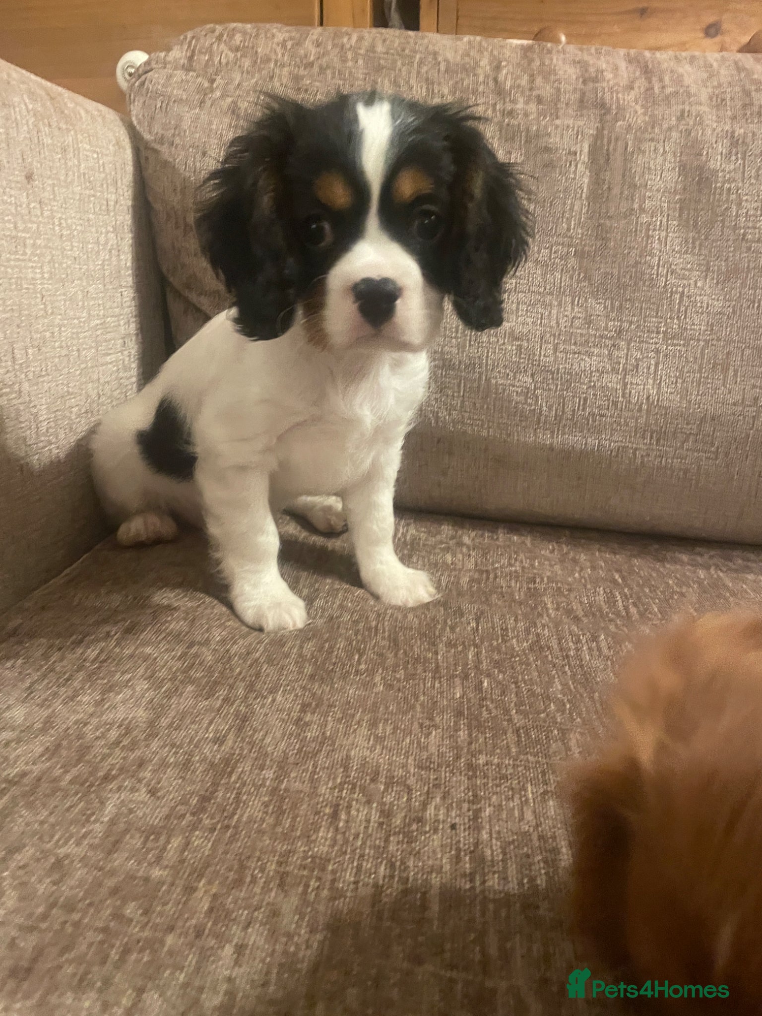 Cavalier King Charles Spaniel dogs beautiful puppies  and 10 months old ready now :)  - Advert 5