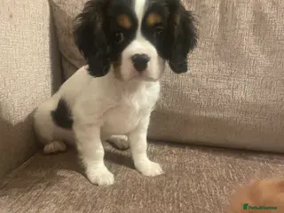 Cavalier King Charles Spaniel dogs beautiful puppies and 10 months old ready now :) - Advert 5