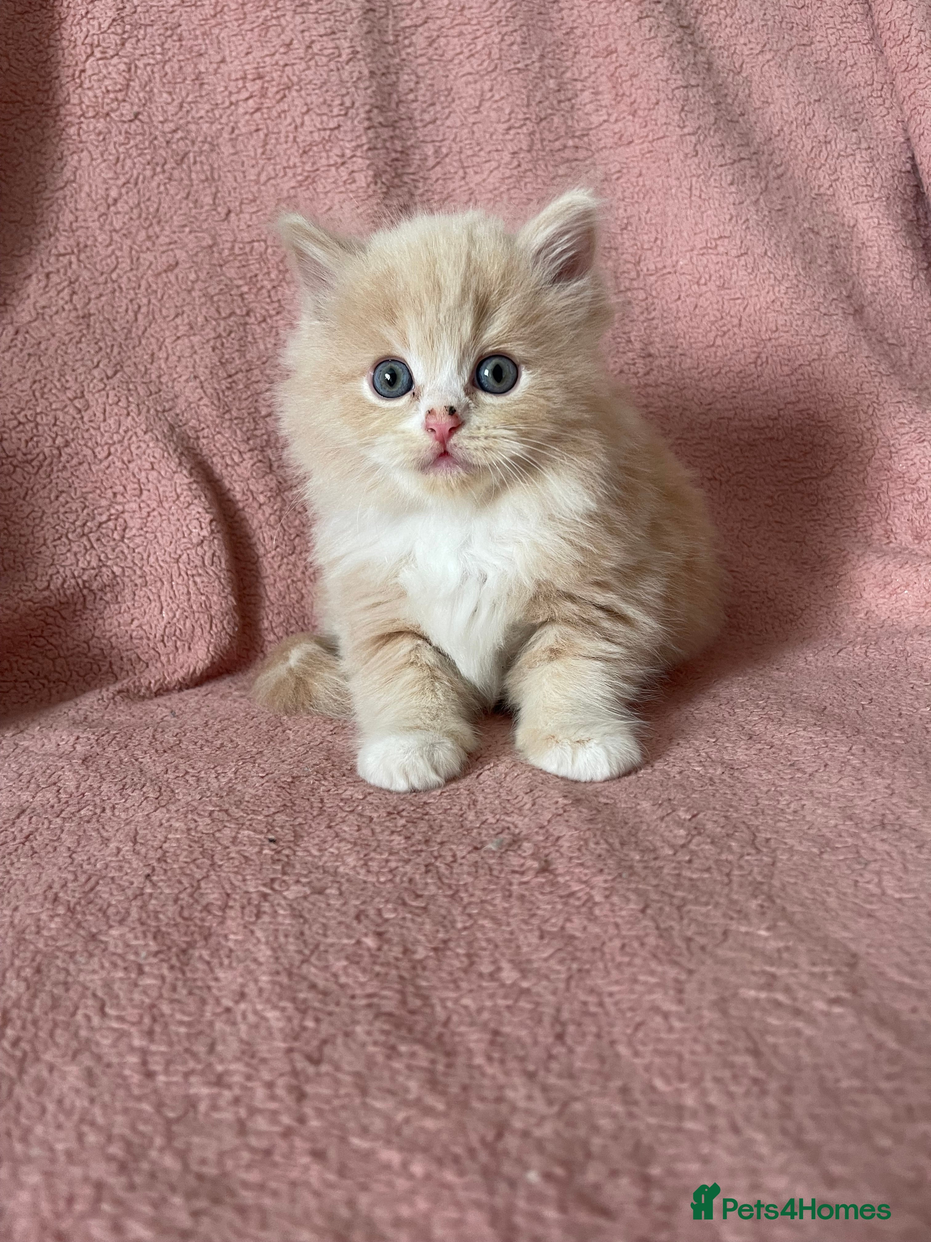 Ragdoll cats for sale: Beautiful Scottish fold mix Ragdoll Kittens - Advert 1