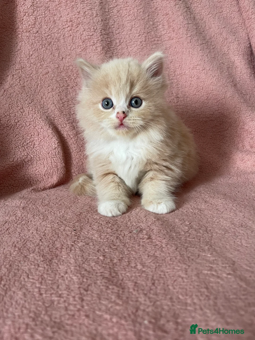 Ragdoll cats for sale: Beautiful Scottish fold mix Ragdoll Kittens - Advert 1