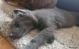 German Shepherd dogs for sale: 10 German Shepherd puppies for sale - Image 11