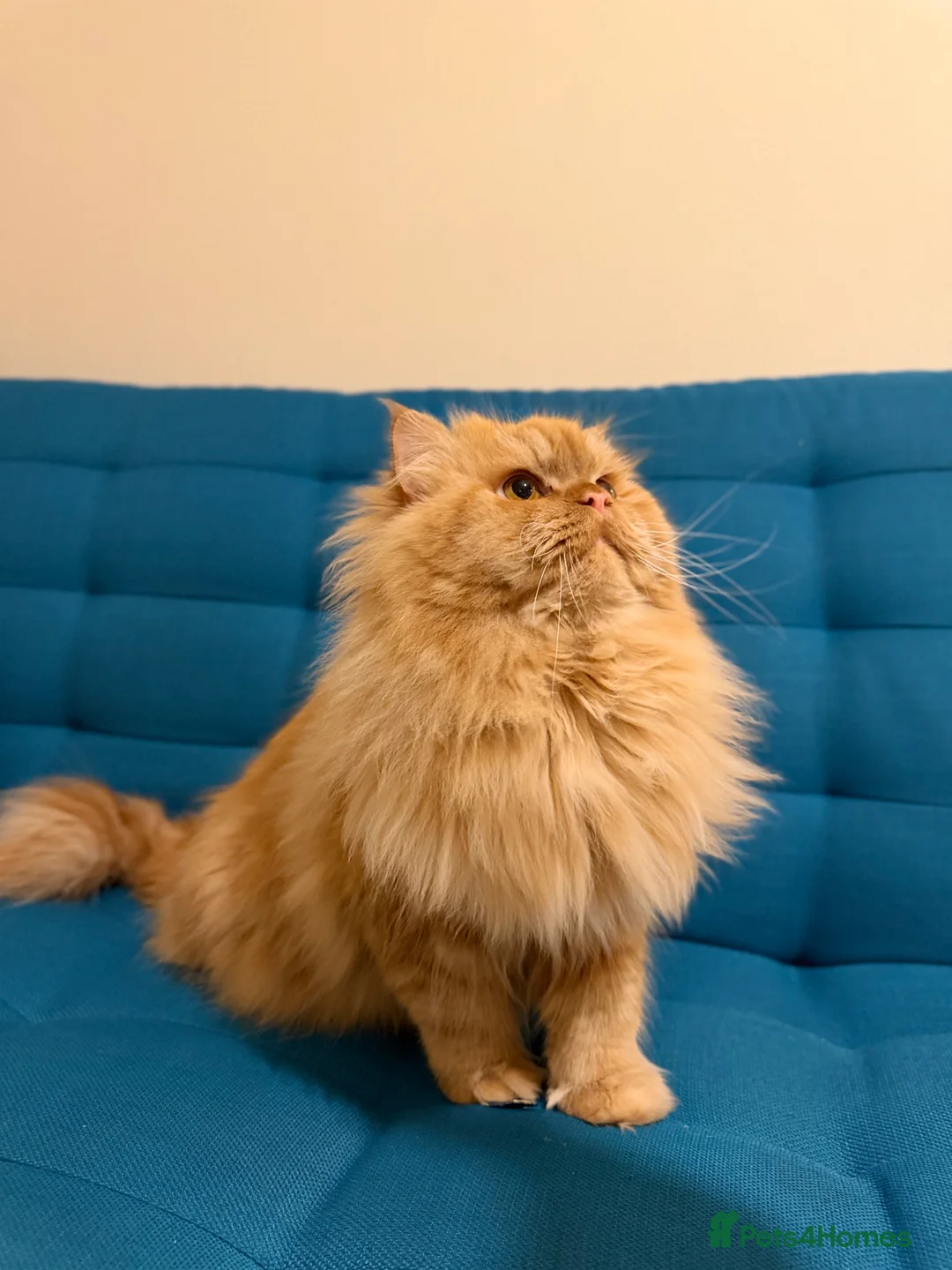 Persian cats for stud: Proven Ginger Persian Stud |Experienced and gentle - Advert 2