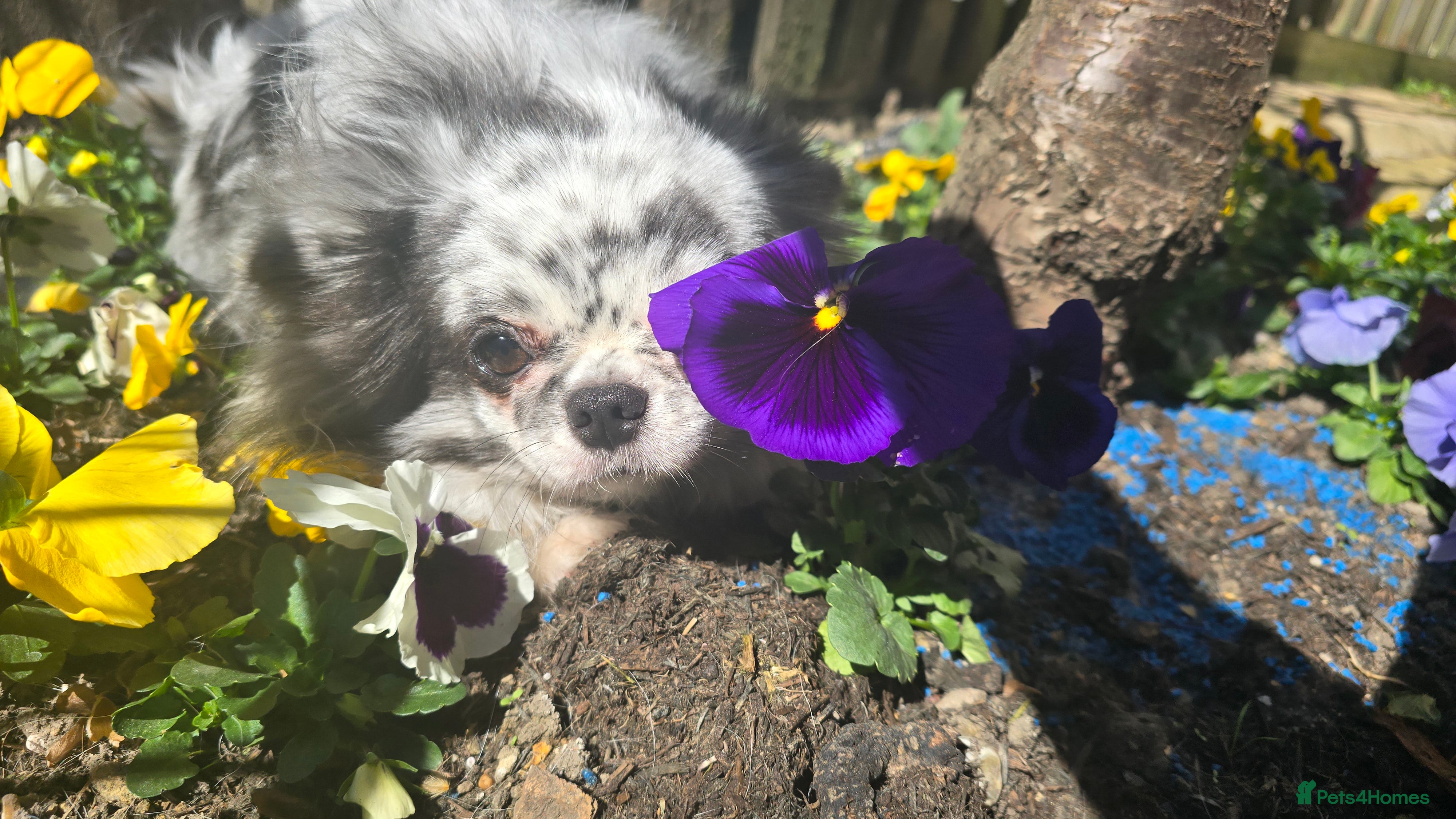 Chihuahua dogs Chihuahua merle long coat apple head short face - Advert 2